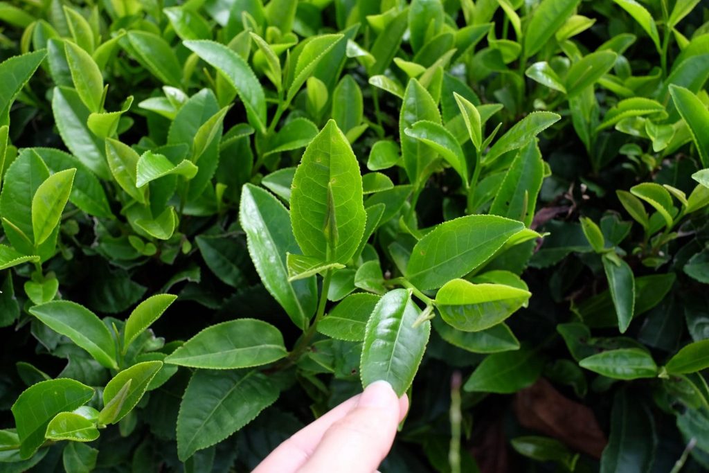 Matcha tea comes from the same plant that originates all green and black teas: the camellia sinensis bush