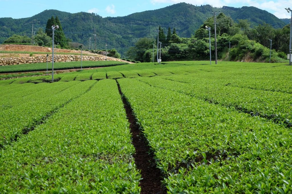 Organic Japanese matcha green tea does exist. 