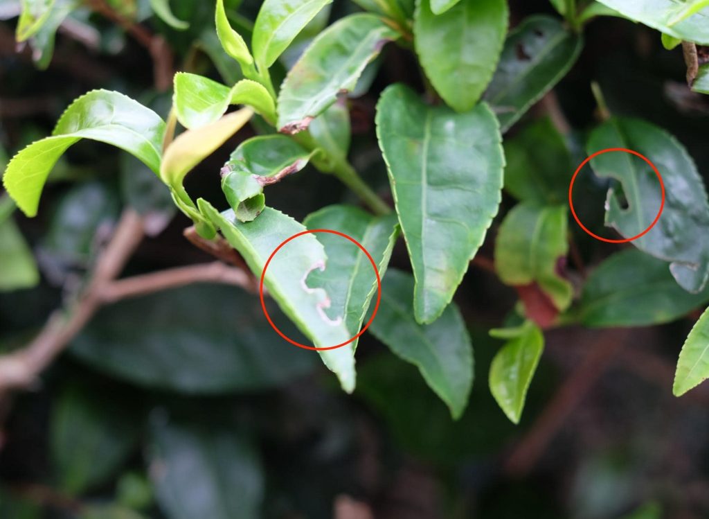 The more signs the leaves have been munched on the better will be your matcha tea.