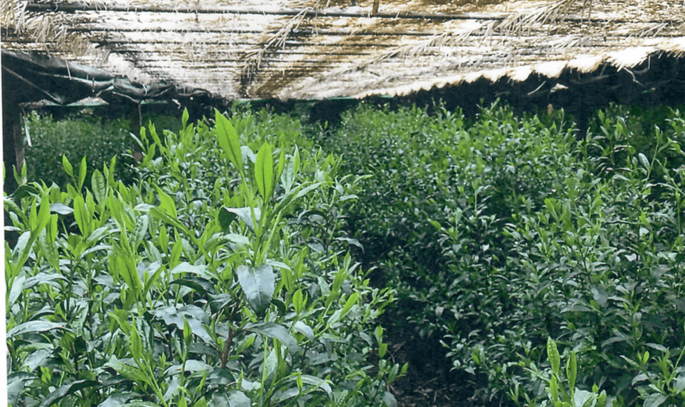 The best option for shading matcha tea plants is to use a screen made of natural plant fiber. 