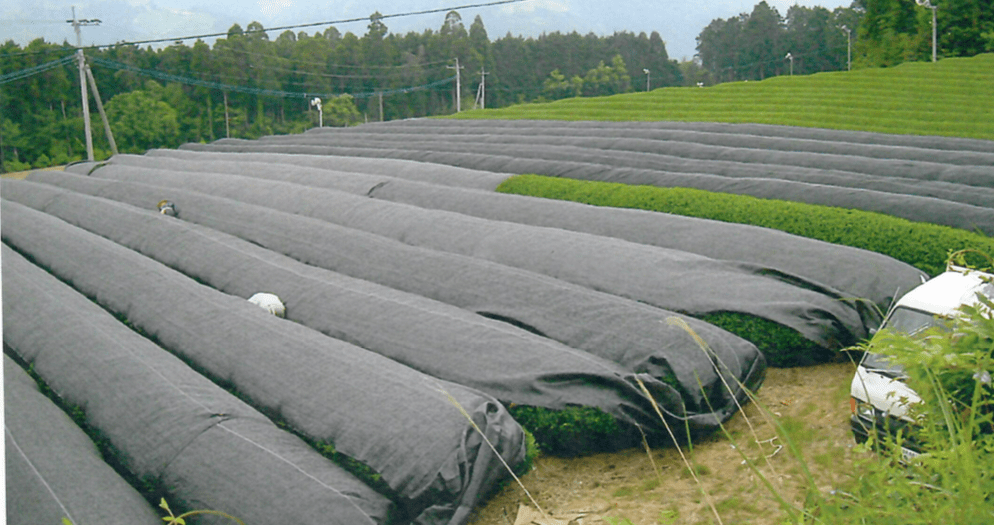Shading with a plastic tarp is not quite ideal, as the plastic doesn’t allow air to circulate, causing undesired levels of heat and humidity to your matcha teas