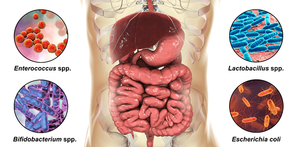 Gut Health Guide - Gut Microbiome