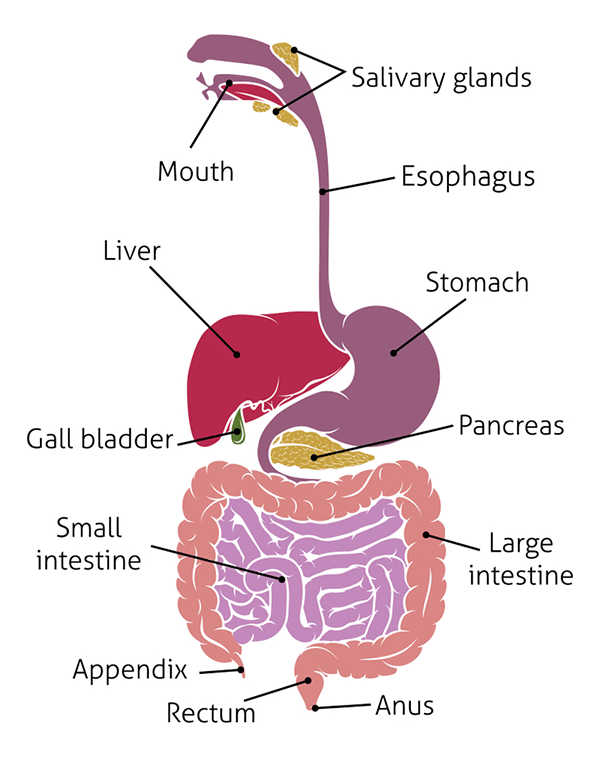 Gut Health Guide - Your Gut