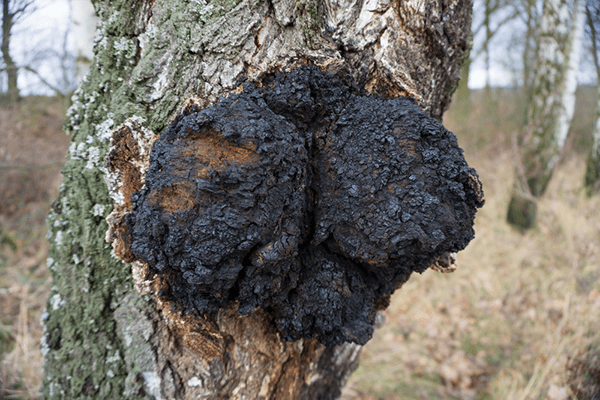 Chaga Mushroom on Birch Tree