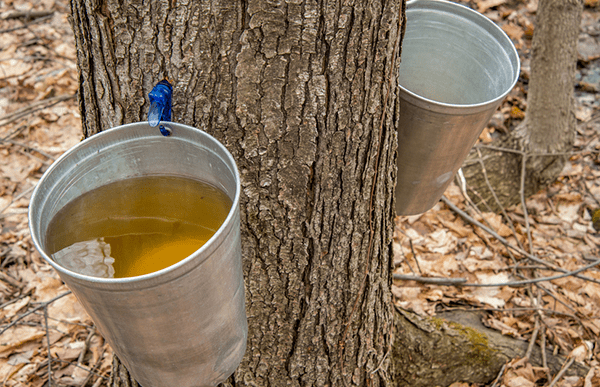 Natural Sweeteners - Maple Syrup