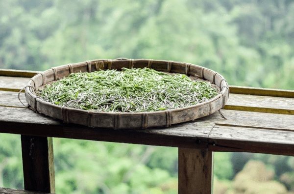 Drying White Tea Leaves