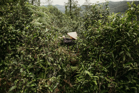 How To Find The Best Pu-erh Tea
