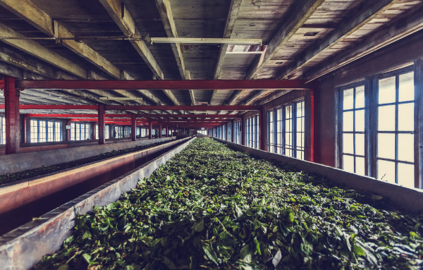 How Ceylon Tea is Made