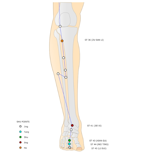 A TCM Approach to Supporting the Immune System - Stomach 36