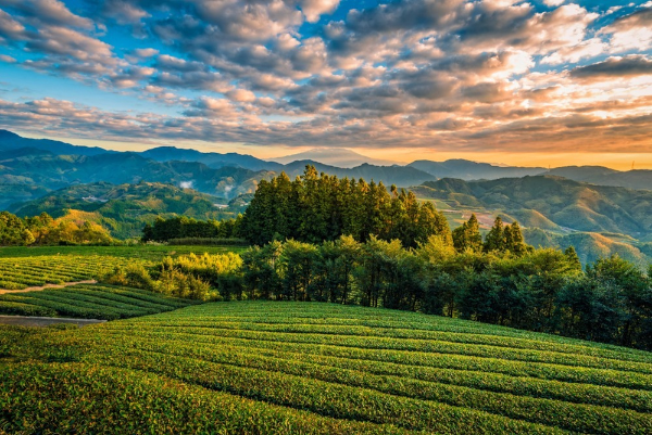 Shizuoka - Japanese Green Tea Grower