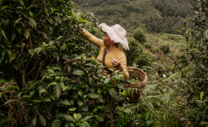 The ‘Tea Art’ of China