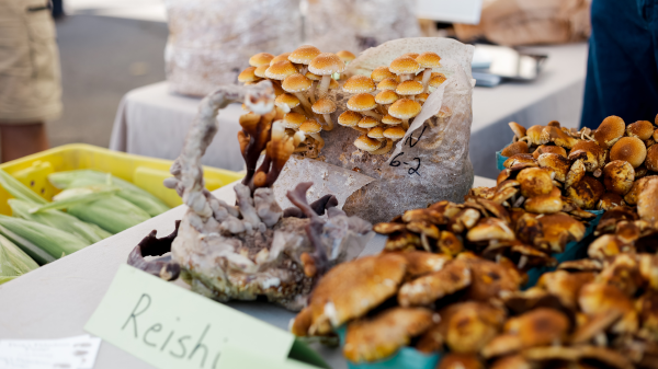 What is Reishi Mushroom used for?