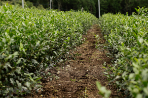 What Does “Organic” Mean?