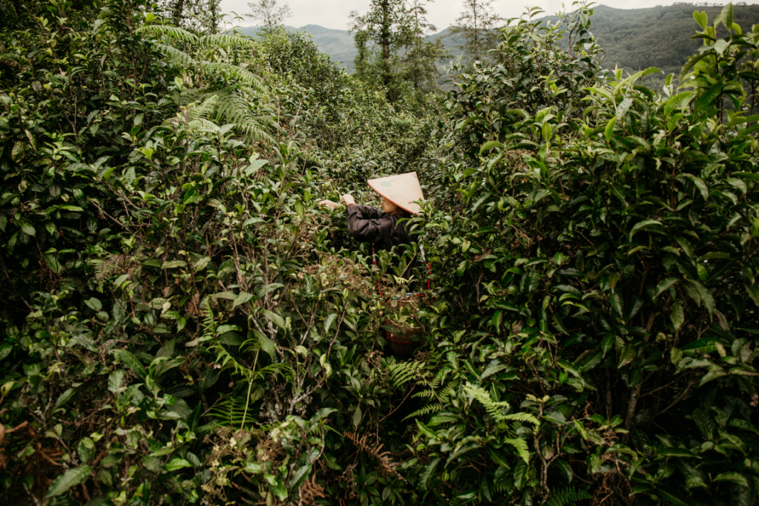 Why to Choose Organic Tea