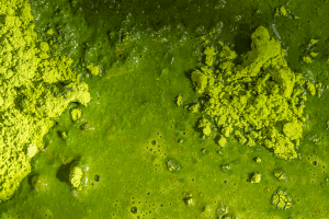 What is Matcha Powder-
