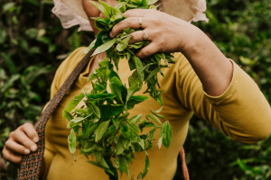 Step 1- Tea Leaves are Plucked Fresh and Transported to Tea Factories