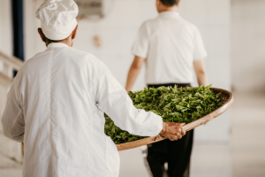 Step 2- The Tea Leaves are Sorted and Graded