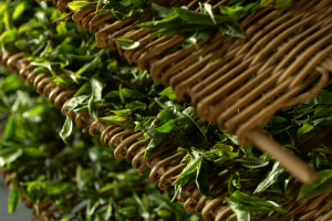 Step 3- The Tea Leaves Wither and Get Rolled (or Ground)