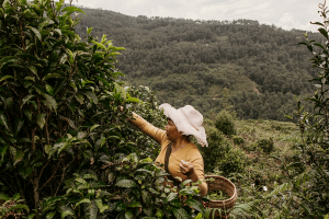 What are Tannins in Tea-