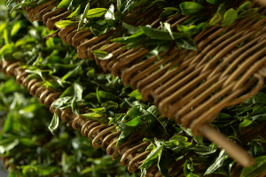 Antioxidant and Anti-inflammatory