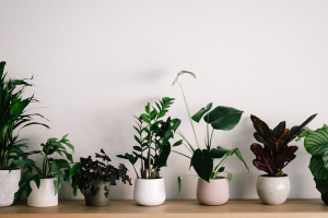 The Dangers of Using Commercial Air Fresheners, According to Research